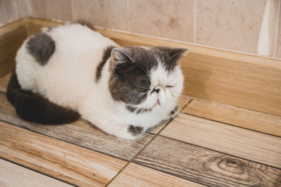 High angle view of cat resting on wooden floor