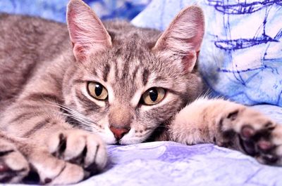 Close-up of cat
