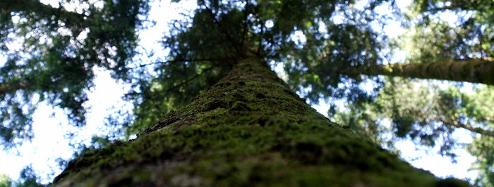 Low angle view of trees