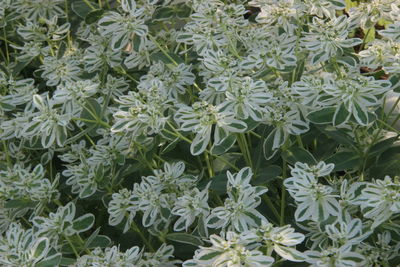 Full frame shot of flowering plants