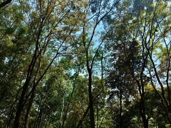 Low angle view of bamboo trees against sky