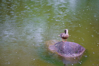 Duck swimming in lake