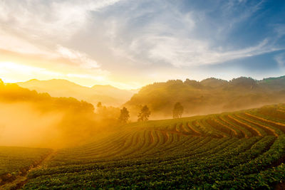 Scenic view of agricultural field against sky during sunset