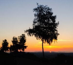 Silhouette of trees at sunset