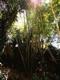 Low angle view of bamboo trees in forest