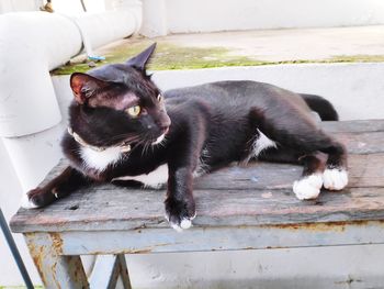 Portrait of a cat lying on wood