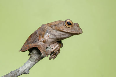 Close-up of a lizard against blue background