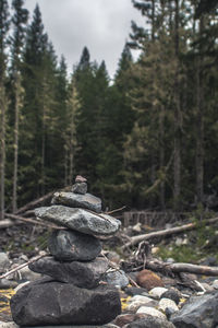 Rocks in forest