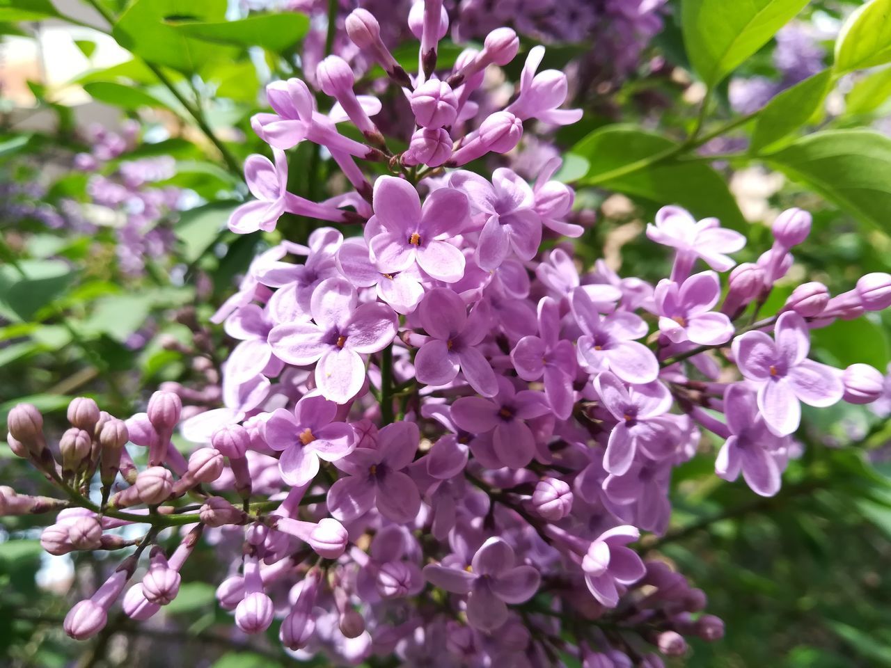 flowering plant, flower, vulnerability, fragility, beauty in nature, plant, freshness, close-up, petal, growth, day, pink color, inflorescence, flower head, focus on foreground, nature, lilac, blossom, no people, botany, purple, springtime, outdoors, bunch of flowers, spring