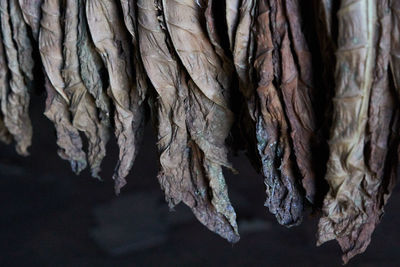 Full frame shot of tree trunk