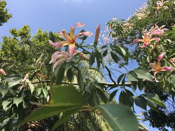 Low angle view of flowers blooming on tree