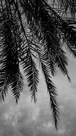 Low angle view of tree against sky