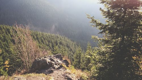 Scenic view of forest