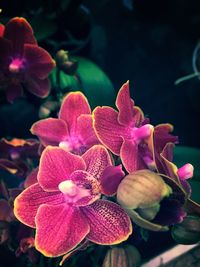 Close-up of orchids
