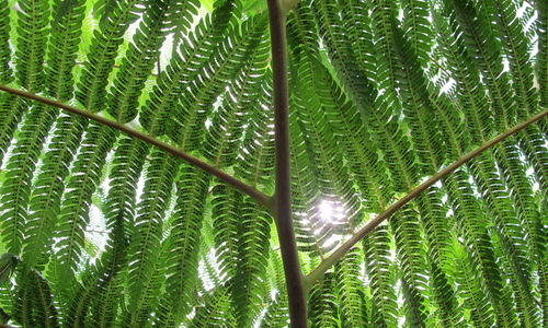 Low angle view of palm tree leaves