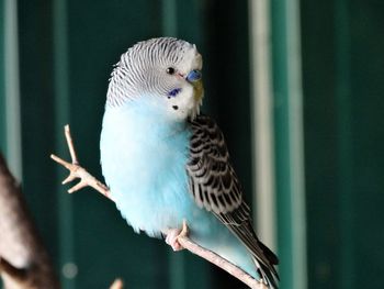 Close-up of parrot perching on leaf