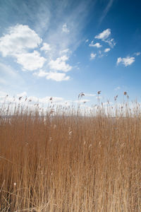 Dry grass against sky