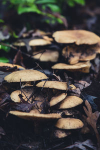Close-up of mushroom on tree trunk