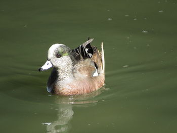 Green-winged teal swimming on lake 