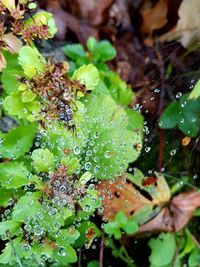 Close-up of wet spider web on plant