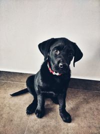 Portrait of black labrador puppy sitting on floor against wall