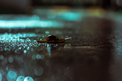 Close-up of snail on wet table