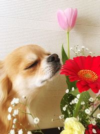Close-up of puppy on flowers