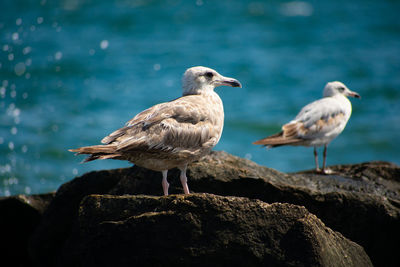 Seagull perching on rock by sea