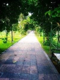 Footpath amidst trees