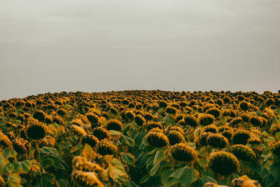 Sunflower field vintage