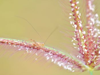 Close-up of insect on flower