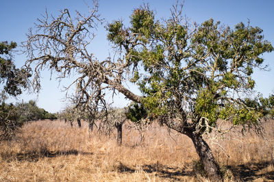 Trees on field against sky