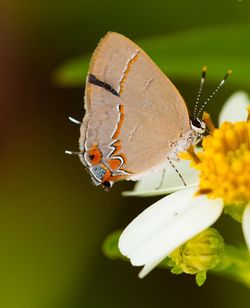 Close-up of butterfly pollinating on flower