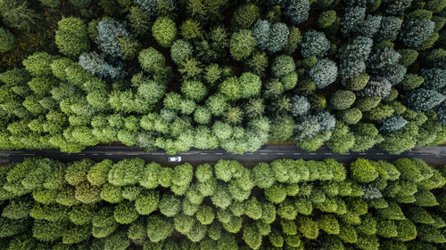 Full frame shot of trees in forest