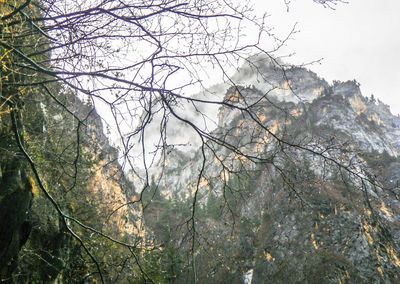 Low angle view of tree against sky