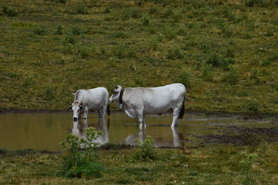 Horse standing in a field