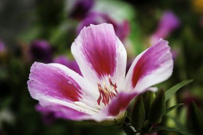 Close-up of pink flowers