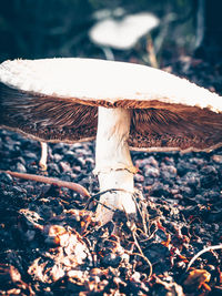 Close-up of mushroom growing on field