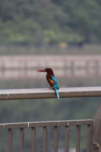 Close-up of bird perching on railing