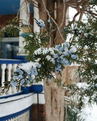 Close-up of tree branches during winter