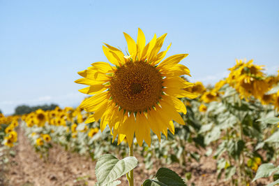 Close-up of sunflower on field