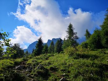 Panoramic view of trees and mountains against sky