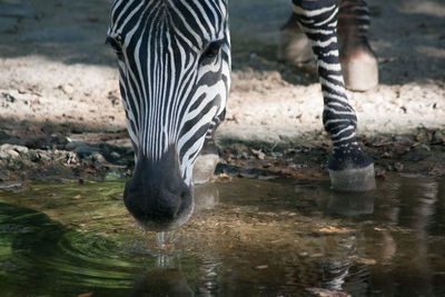 Animal standing in water