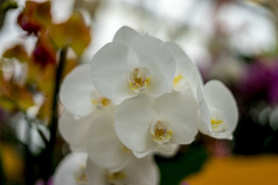 Close-up of white flowering plant