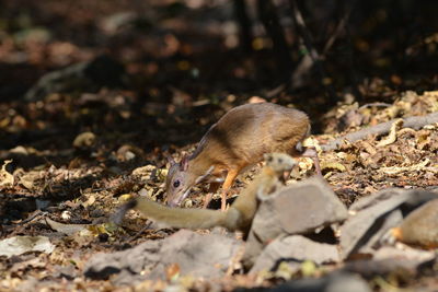 Mouse deer in nature lives in kaeng krachan thailand who are looking for food to eat naturally.