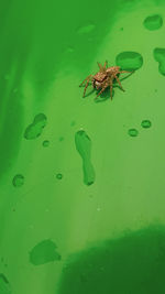 High angle view of spider on leaf