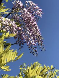 Low angle view of flowering tree against blue sky