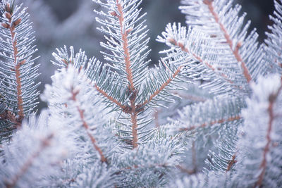 Close-up of pine tree