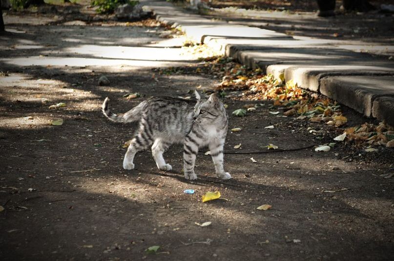 animal themes, one animal, mammal, domestic animals, pets, full length, dog, street, high angle view, outdoors, day, leaf, portrait, sunlight, wildlife, sitting, road, no people, zoology, animals in the wild