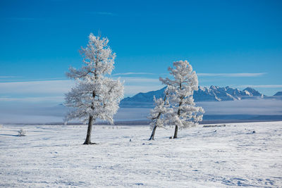 Trees on snow covered field against blue sky